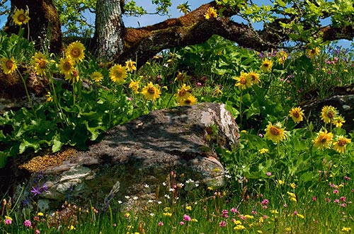 Endangered deltoid balsamroot flowers growing under Garry oak trees 