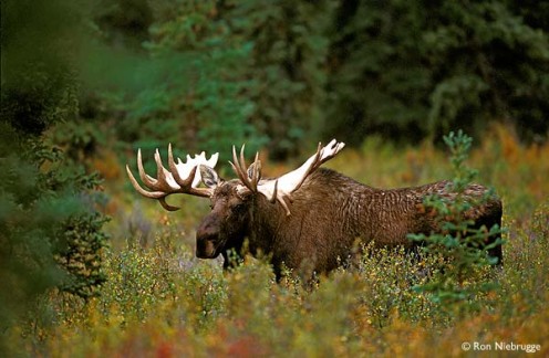 The Majesty of a Bull Moose