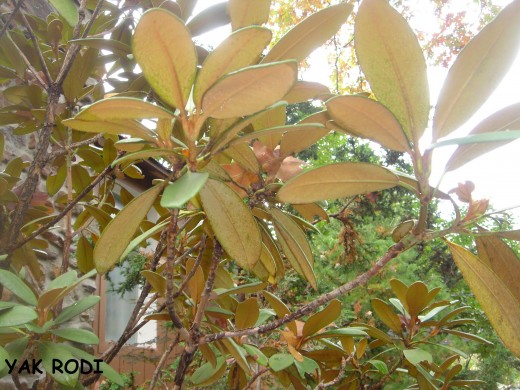 RHODODENDRON (Yak) Dear resistant