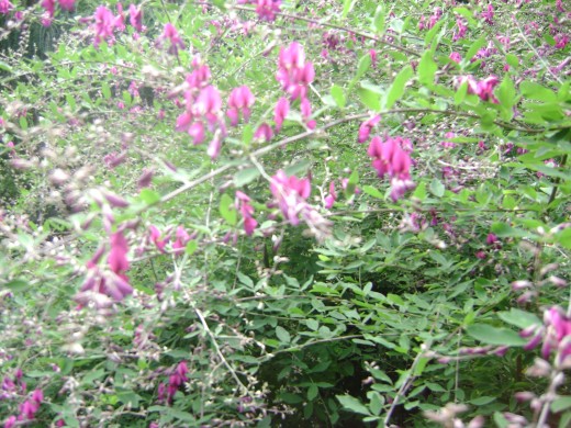 BUSH CLOVER