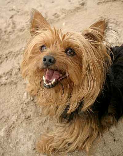 The Yorkshire Terrier