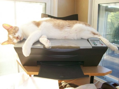 Punkin will sleep anywhere . . .