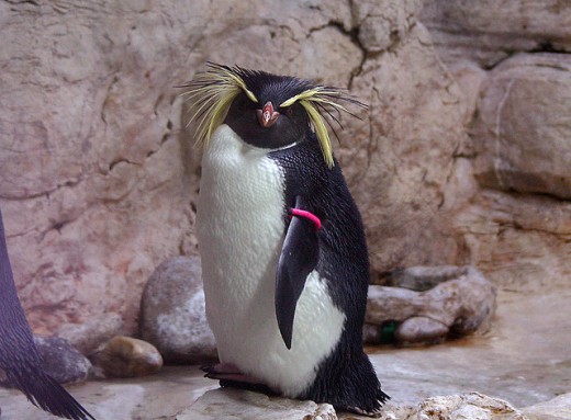 Rockhopper Penguin