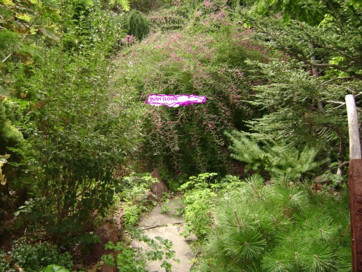 BUSH CLOVER AFTER BLOOMING