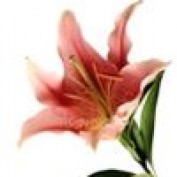 Remedius profile image