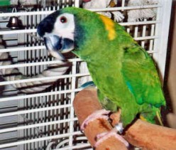 All about Mini Macaws