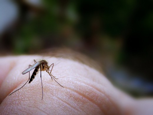 A Mosquito Biting
