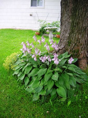 Bob Ewing, hostas, the plant I moved was located beside but seperate from this clump.