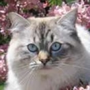 cutiecat profile image