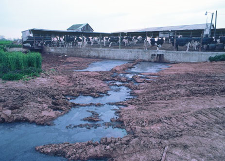 From factory farms comes a toxic flow of waste the contaminates surrounding land and waterways.