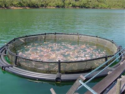 Even fish are not spared from factory farming. In this case, sea lice pass from the farms to wild fish to the detriment of the wild species.