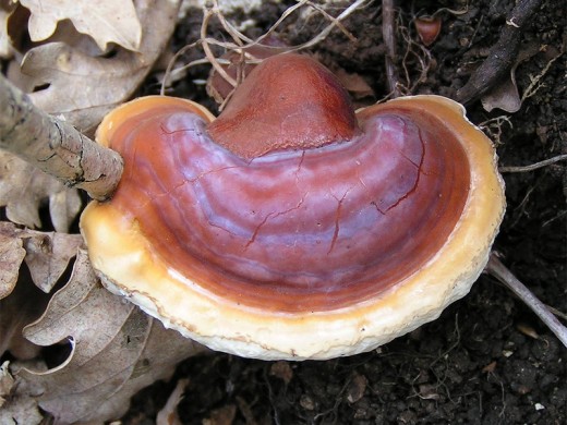 Ganoderma or Reishi mushroom