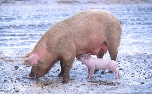 Sow with a piglet