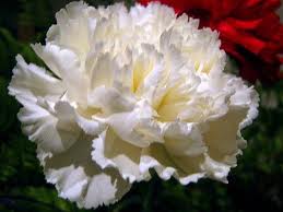 White Carnation