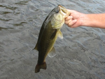 A tidal river largemouth bass