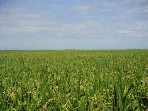 Bomba rice fields in Sueca, Spain