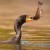 cormorant bird beaks a fish. cormorant bird beaks a fish.