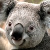 laurentic profile image