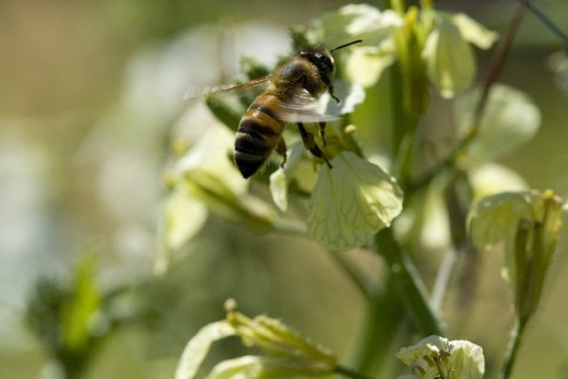 A Honey Bee