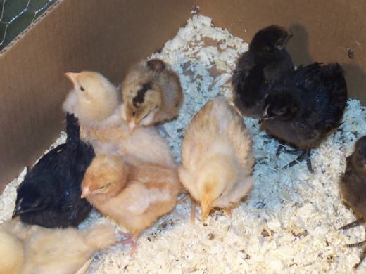 Some of our baby chicks