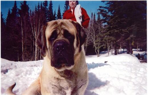 Dick's son Jake, living in northern British Columbia, a competitive draft dog in pulling competitions with a working dog title. Note the heavy coat -- mastiffs adapt to their environment. Dick lost his when he moved to Florida.