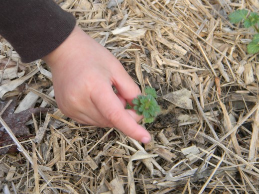 Little hands at work.