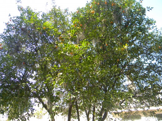 kumquat tree