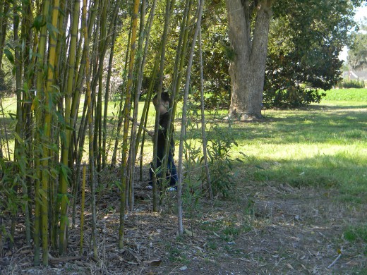 You'll find bamboo everywhere!