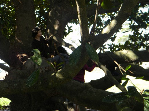 Let the kids climb a tree!