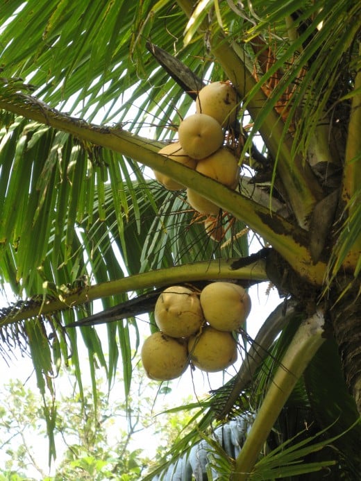 Coconuts hang from a tree