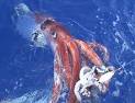 This giant squid was hauled up to the surface off the waters of Tokyo. It measured approximately twenty-four feet in length. It is thought that the giant squid, may reach lengths of up to and over sixty feet.
