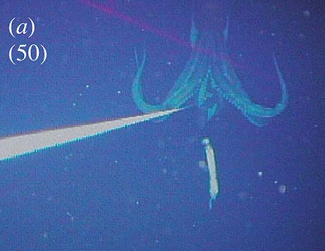 This underwater photograph of a giant squid attacking bait, was shot in the oceans off of Tokyo at a depth of about 3000 feet.