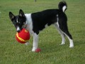 The Karelian Bear Dog: an Unlikely Friend to Bears