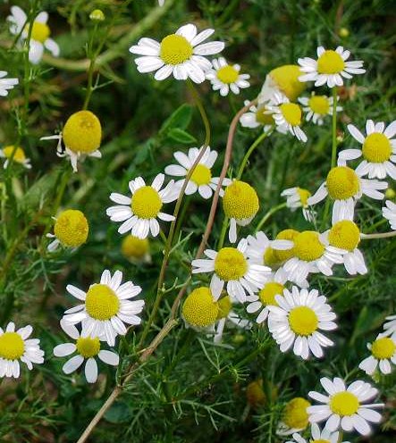 German chamomile is the preferred plant of tea lovers.