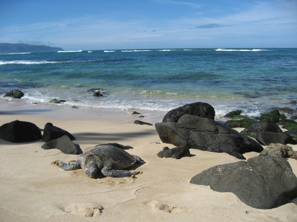 Best Camping on Hawaii Beaches