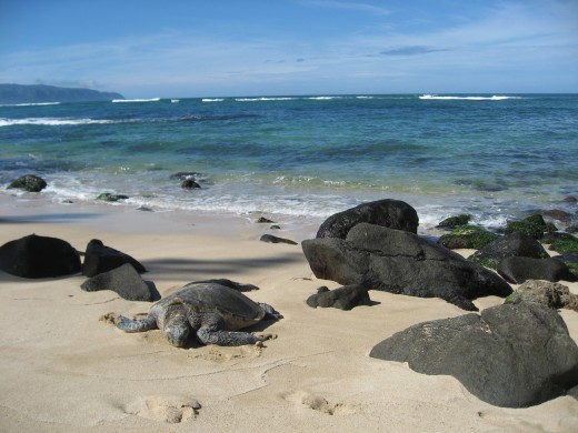 Sea Turtle on beautiful beach