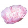 GardenNut101 profile image