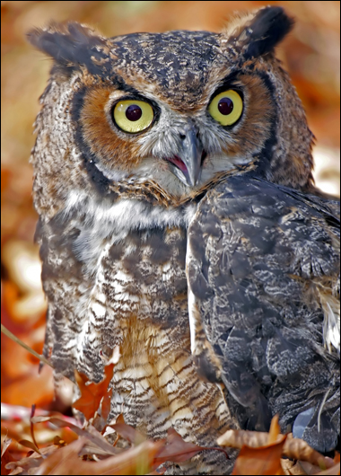A hooter!
