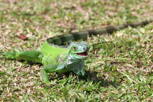 Iguanas are a wonderful pet to have but understand they are going to need a lot of care.  