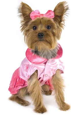 Mini Yorkie dressed in her Pink Princess Costume 