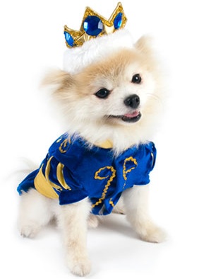 Cutest Chiuaua dressed in his highness Royal Pet Costume 
