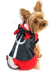 Duke the Devil Yorkie 