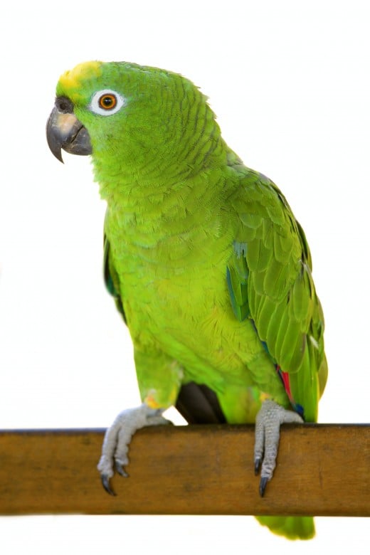 The brilliant Amazonian Parrot