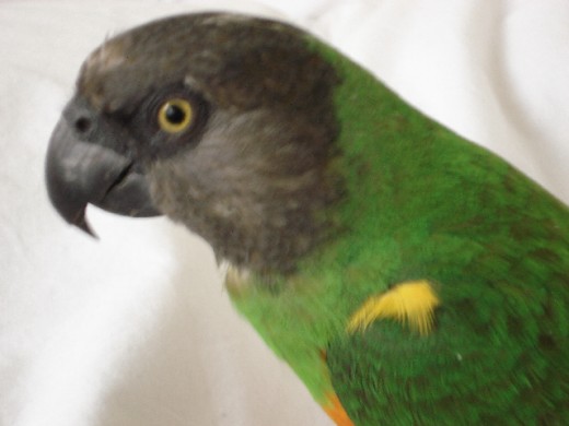 My simply adorable Senegal Parrot Syd who is six years old now.