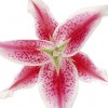 IfSenseWasCommon profile image