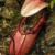 aquatic-eating pitcher plant among the world's biggest aquatic-eating pitcher plant among the world's biggest