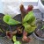 cultured meat-eating pitcher plant cultured meat-eating pitcher plant