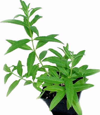 Lemon verbena is a perennial herb. Its taste and fragrance improve as it ages.