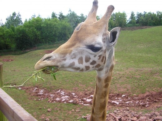 Giraffe at South Lakes Zoo, Cumbria, UK