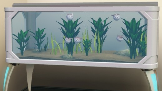 An Alpha Waves Aquarium stocked with six freshly caught blow fish. 